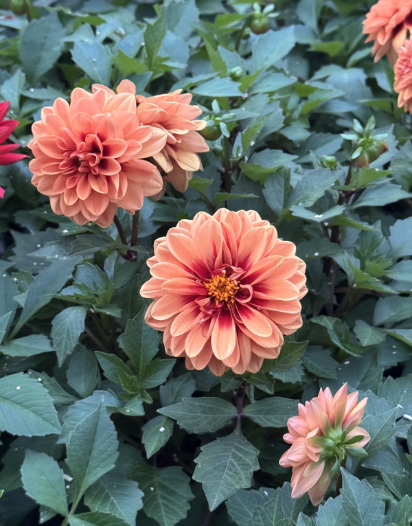 Dahlia Abricot Red Eye