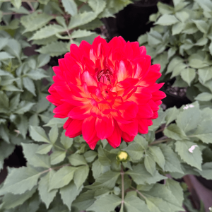 Dahlia Maggiore Fun flame