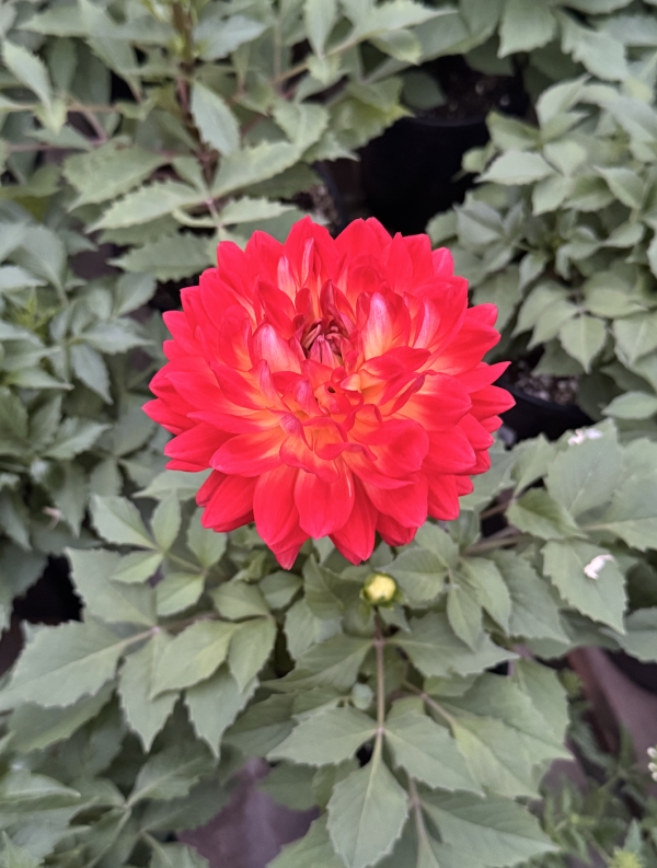 Dahlia Maggiore Fun flame