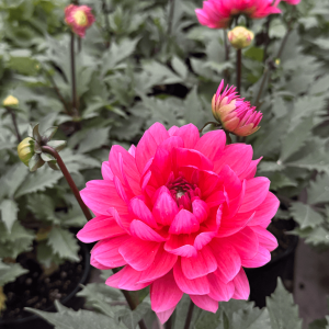 Dahlia Venti Passion Fruit