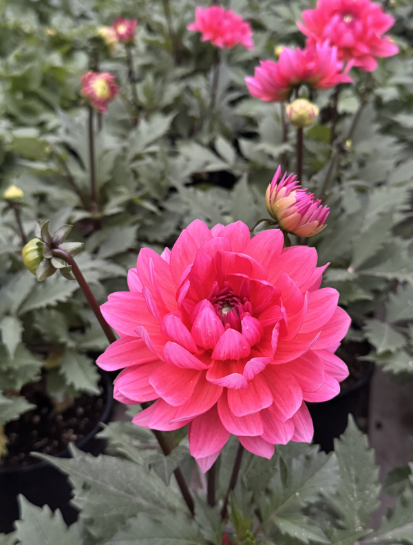 Dahlia Venti Passion Fruit