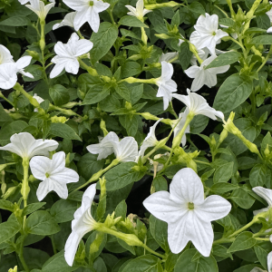 Browallia Blanc