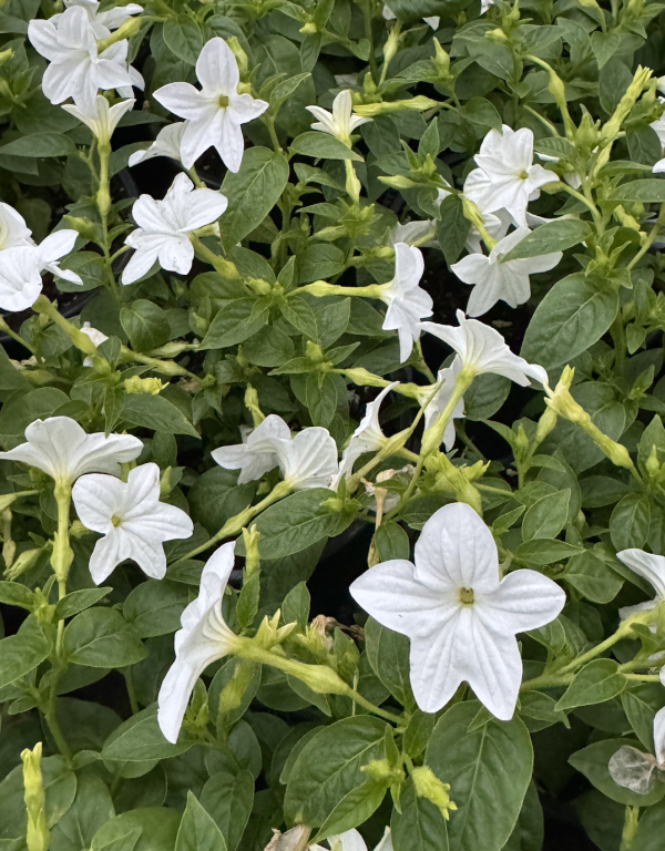 Browallia Blanc