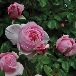 Rosier «Kiss Me Kate™»