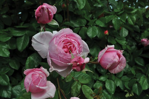 Rosier «Kiss Me Kate™»