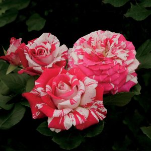 Rosier «Neil Diamond»