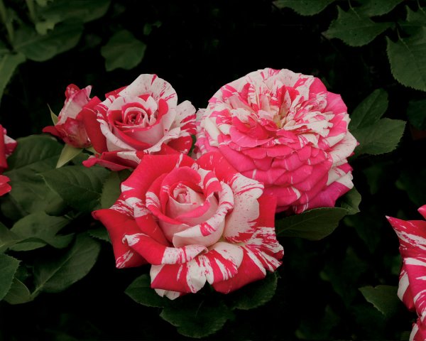 Rosier «Neil Diamond»