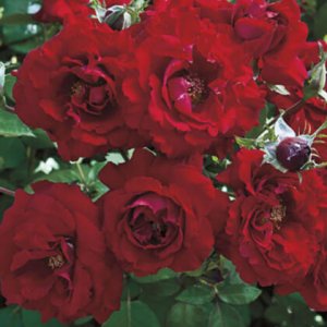 Rosier «Oh My!»
