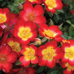 Rosier «Playful Happy Trails»