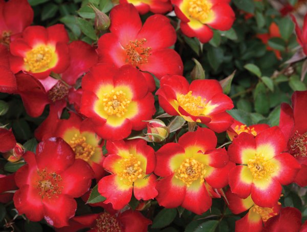 Rosier «Playful Happy Trails»