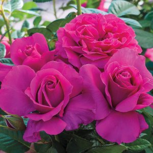 Rosier «Pretty Lady»