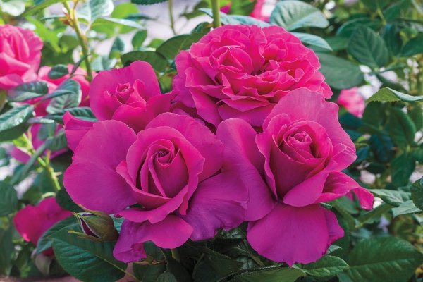 Rosier «Pretty Lady»