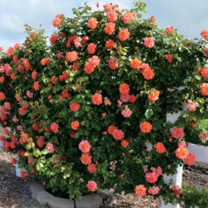 Rosier «Above All™»
