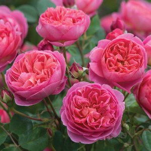 Rosier Boscobel