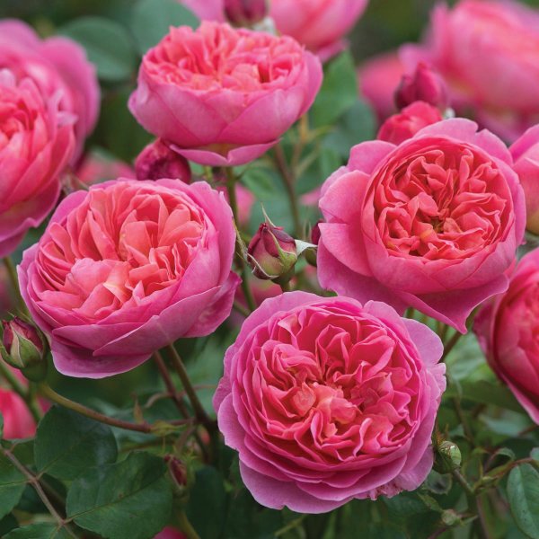 Rosier Boscobel