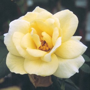 Rosier «J.P Connell»