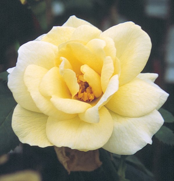 Rosier «J.P Connell»