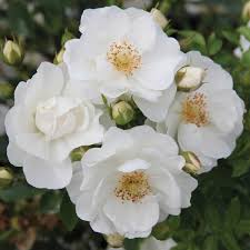 Rosier Innocencia Vigorosa
