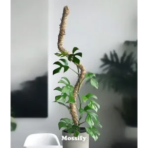 Poteau en Mousse Pliable™