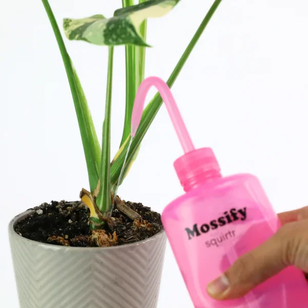 Mossify Squirtr – Image 2