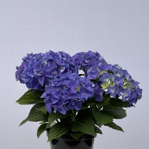 Hydrangée de Pâques Bleu