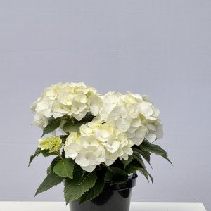 Hydrangée de Pâques Blanc