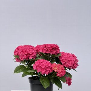 Hydrangée de Pâques Rose