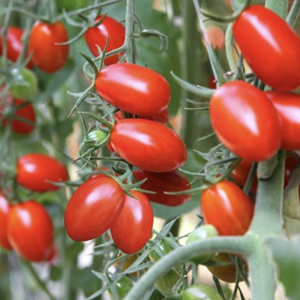 Tomate Napoli Italienne (5po)