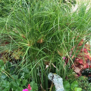Cyperus papyrus Nile Queen