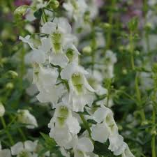 Angelonia