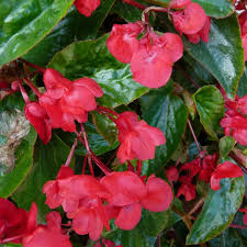 Bégonia Dragon Wings Rouge