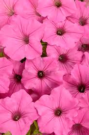 Pétunia Bubble Gum