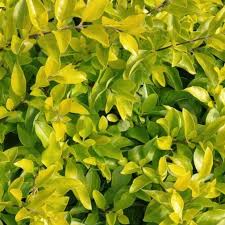 Duranta