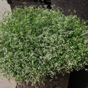 Euphorbe Diamond Frost