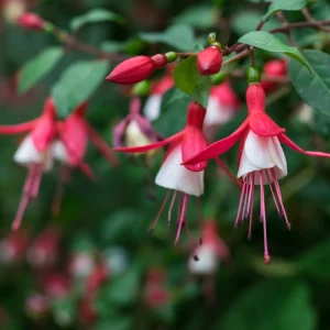 Fuchsia Bella Vita