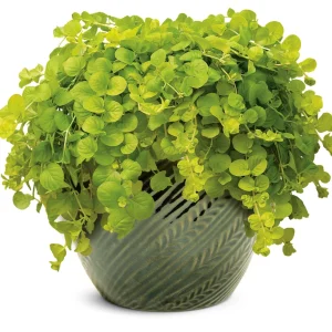 Lysimachia