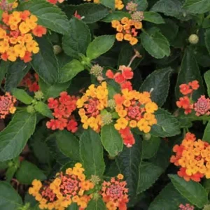 Lantana Orange