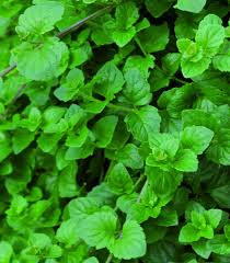 Menthe Indienne