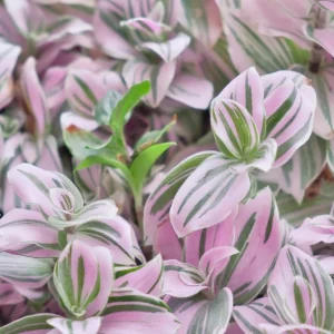 Tradescantia Nanouk