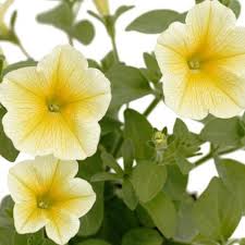 Pétunia Jaune