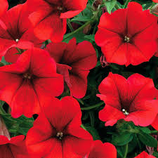 Pétunia Rouge