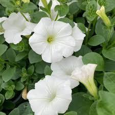 Pétunia Blanc