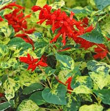 Salvia Flame