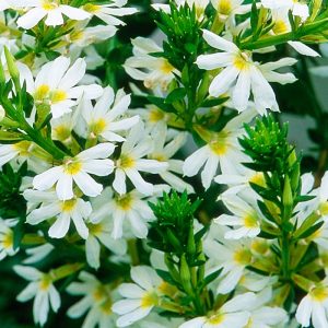 Scaevola Blanc