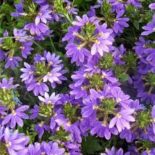 Scaevola Bleu