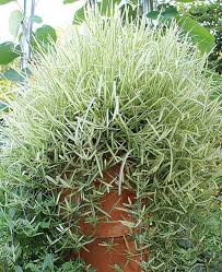 Stenotaphrum