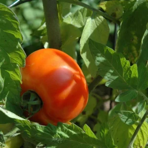 Tomate Célébrité (2 gallons)