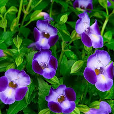 Torenia Purple Moon