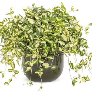 Vincas
