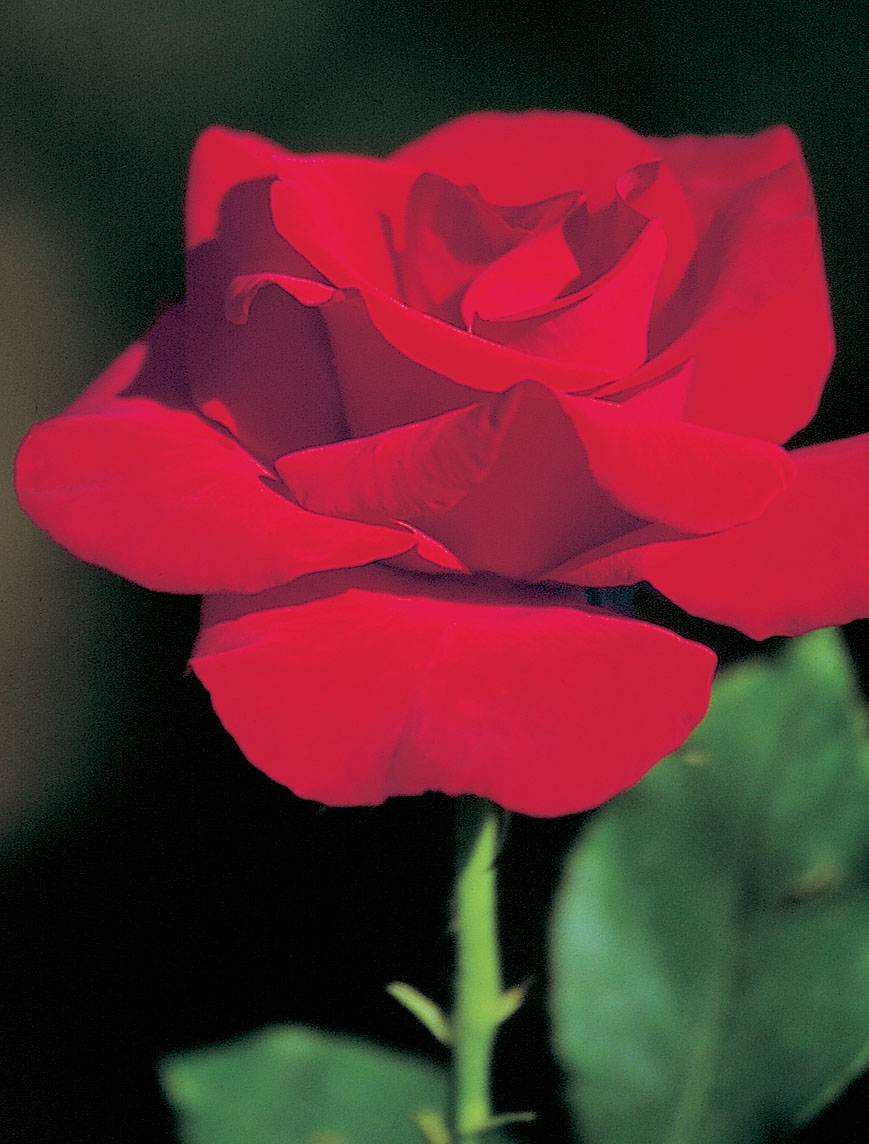 Rosier Peggy Rockefeller